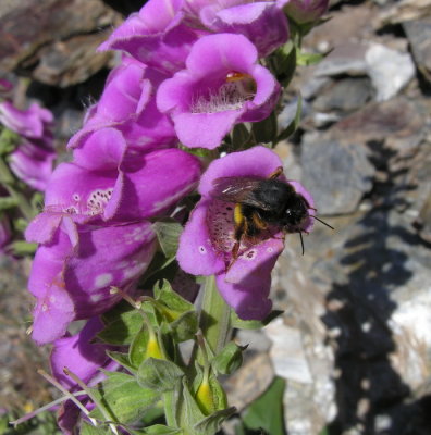 Digitalis purpurea  - Digitale - Tzacca tzacca