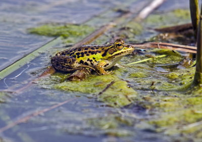 Anuri - Anura - Frogs