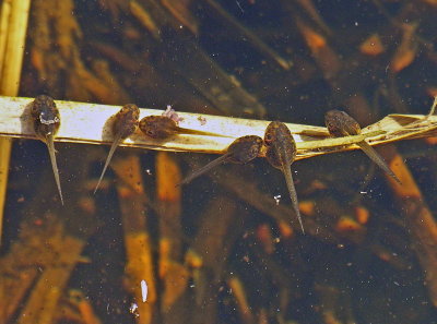 Anuri - Anura - Frogs