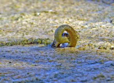 Natrice viperina - Natrix maura con Anguilla