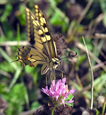 Macaone - Papilio machaon 