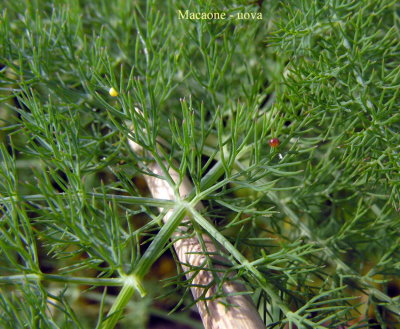 Macaone - Papilio machaon  - Uova -Eggs