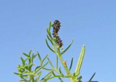 Macaone - Papilio machaon  - il Bruco cresce