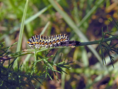 Macaone - Papilio machaon  - cambio d'abito..troppo piccolo