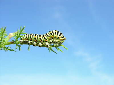 Macaone - Papilio machaon  - Bruco che cambia aspetto
