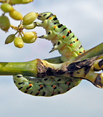 Macaone - Papilio machaon  - Bruco