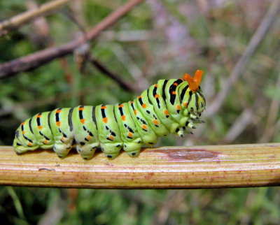 Macaone - Papilio machaon  - Bruco che estroflette l'Osmeterium