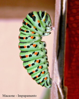 Macaone - Papilio machaon  - Bruco in preimpupamento