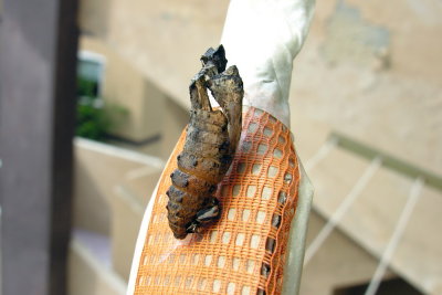 Macaone - Papilio machaon  - Crisalide aperta