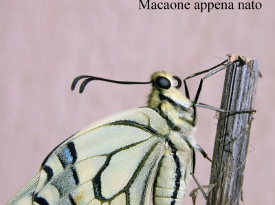 Macaone - Papilio machaon  - Appena nato