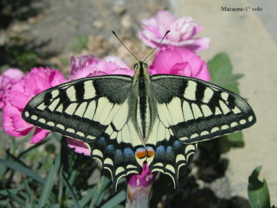 Macaone - Papilio machaon  - 1° volo ...a mangiare!