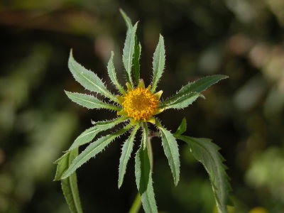 Flora riparia
