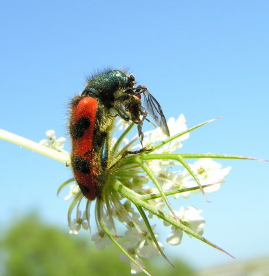 Necroforo - Trichodes alvearius mangia Malachius scutellaris