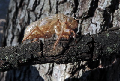 emitteri