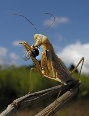 Mantide religiosa - Mantis religiosa che mangia una Vespa (Vespula  germanica) photo - Franco Pireddu photos at pbase.com
