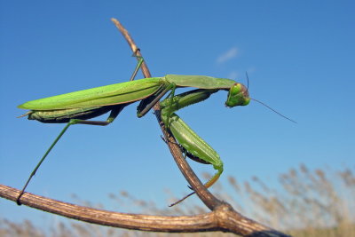 mantidi