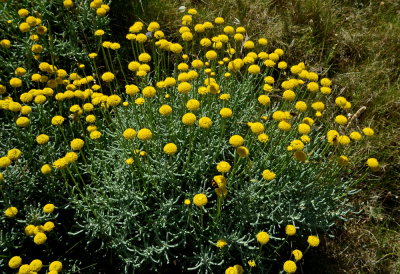 Santolina insularis-Crespolina maggiore 1.JPG