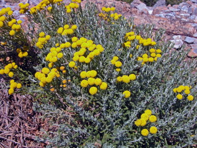 Santolina insularis-Crespolina maggiore 