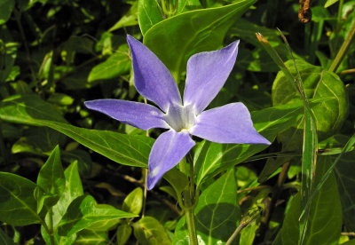 Vinca difformis sub sardoa - Pervinca sarda 