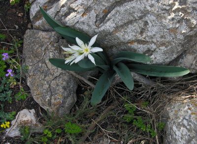 Pancratium illyricum - Giglio stella  