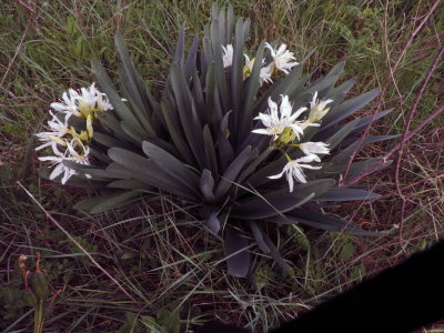 Pancratium illyricum - Giglio stella  