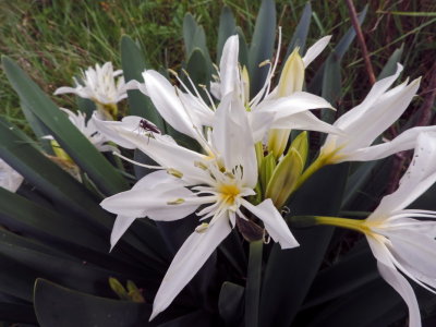 Pancratium illyricum - Giglio stella  