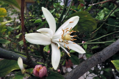 Pancratium illyricum - Giglio stella  