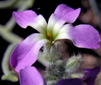 Fiori spontanei