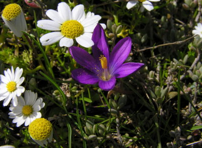 Zafferanetto di Requien - Romulea requienii  