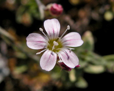 Sagina del Gennargentu-Sagina pilifera 