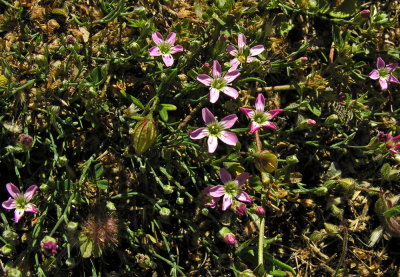 Sagina del Gennargentu-Sagina pilifera 