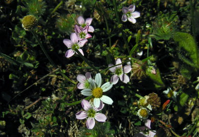 Sagina del Gennargentu-Sagina pilifera 