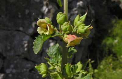 Scrofularia di Sardegna - Scofuliaria trifoliata 