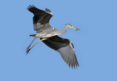 Airone cenerino - Ardea cinerea (in volo con Libellula)