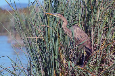 Airone rosso-Ardea purpurea  