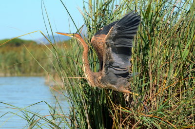 Airone rosso-Ardea purpurea  