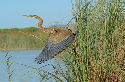 Airone rosso-Ardea purpurea 