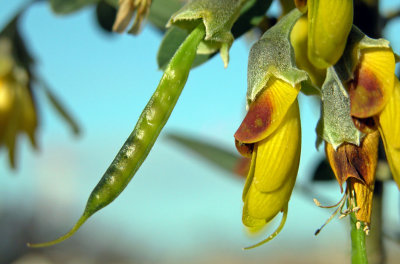 Anagiride - Anagyris foetida - Faborza - Fae 'e tilibba (fiore e Siliqua-Tilibba)