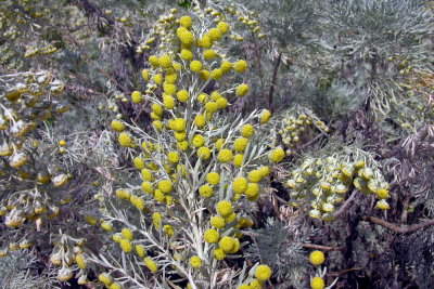 Assenzio-Artemisia arborescens - Attentu