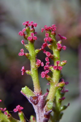 Lentisco-Pistacia lentiscus-Kessa-Moddizzi (fiori femminili)