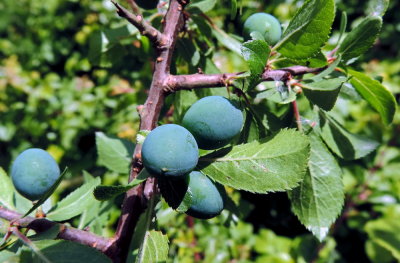Prugnolo - Prunus spinosa - Prunischedda - Prunizza  (drupe acerbe)