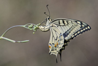 Macaone-Papilio machaon - Metamorfosi