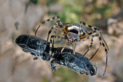 Aracnidi - Arachnida - Arachnid