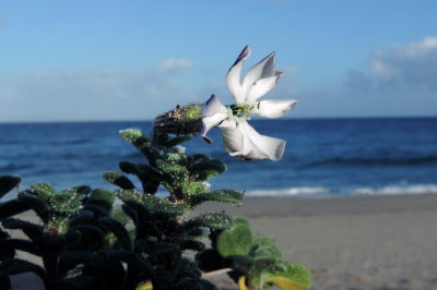 Flora endemica della Sardegna