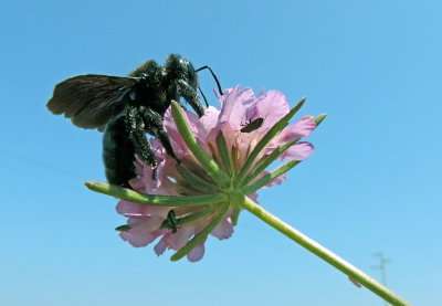 Ape legnaiuola - Xylocopa violacea su Vedovina marittima (Scabiosa atropurpurea)