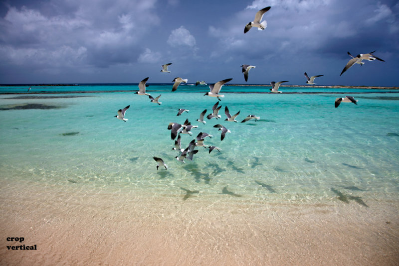 CLBR 8017 seagulls in lagoon .jpg