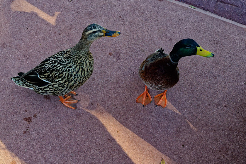 DXO_1331_DxO.jpg