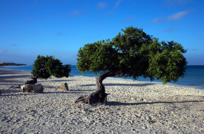 CLBR 2931 beach 2 trees .jpg