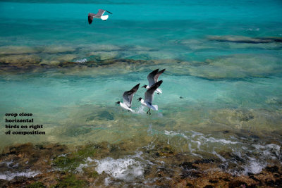 CLBR 5229 3 seagulls near water .jpg