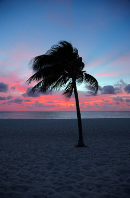 CLBR 5794 senset with palm tree .jpg